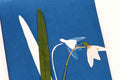 Cyanotype Mini Kit