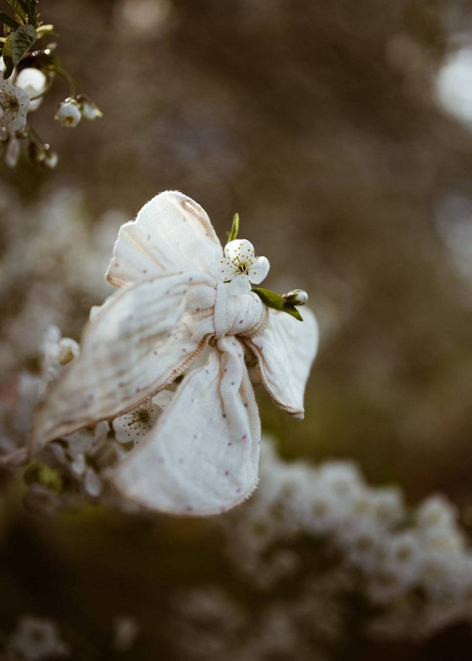 A close-up photograph of a white dogwood blossom in full bloom, with soft-focus white flowers and a warm brown bokeh background.